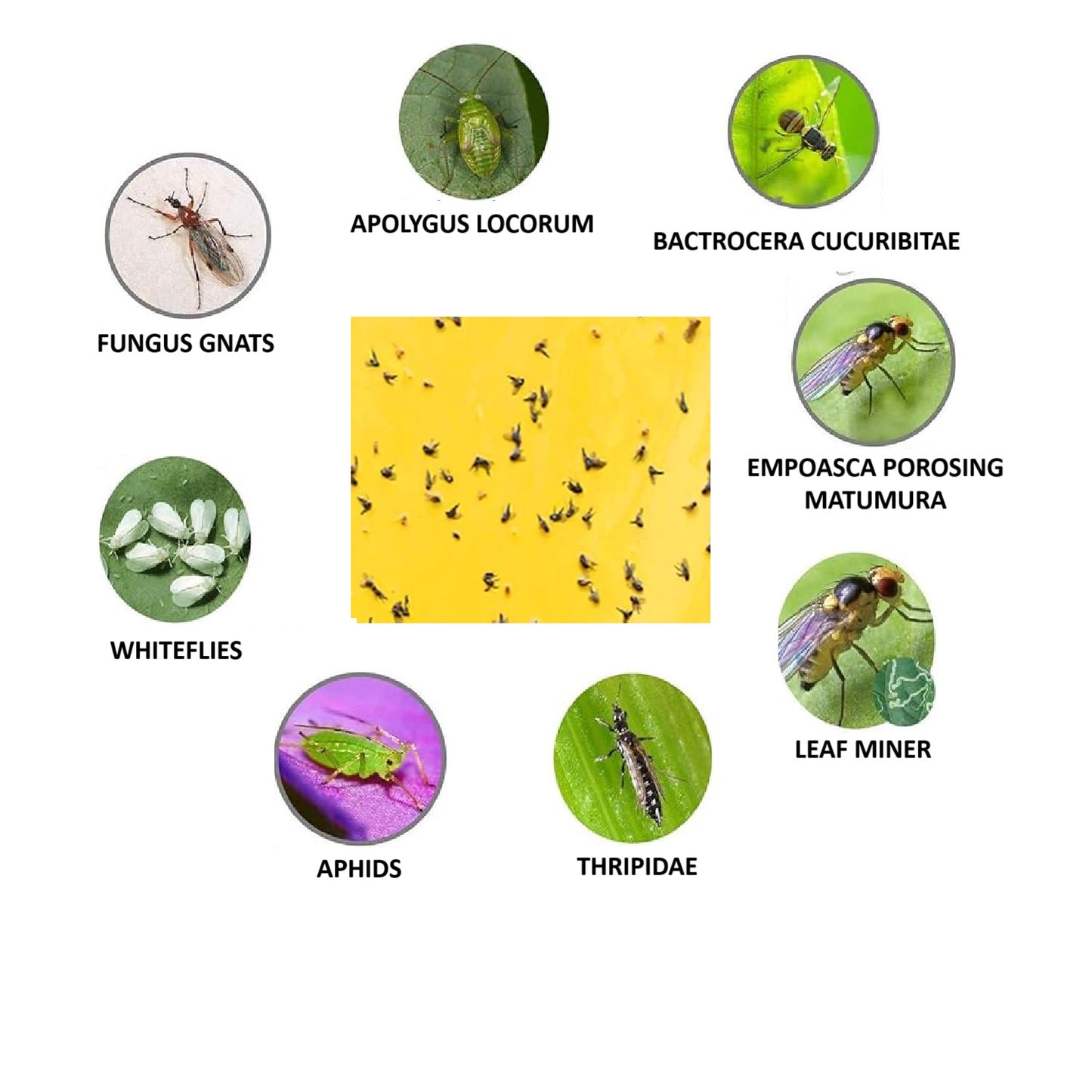 Sticky Fly Trap - Pack of 20 Sheets - Yellow
