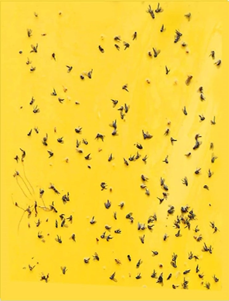 Sticky Fly Trap - Pack of 20 Sheets - Yellow