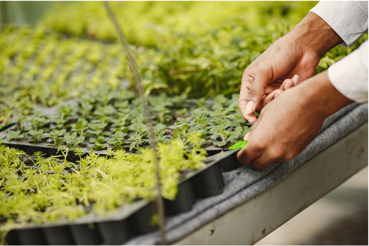 Seedling Trays