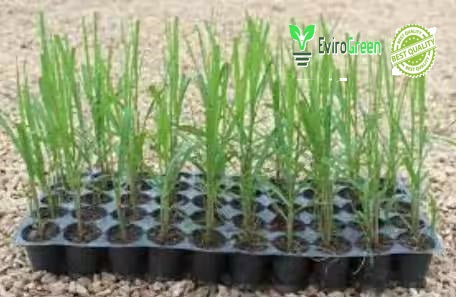 50 CAVITY SEEDLING TRAY - PACK OF 3