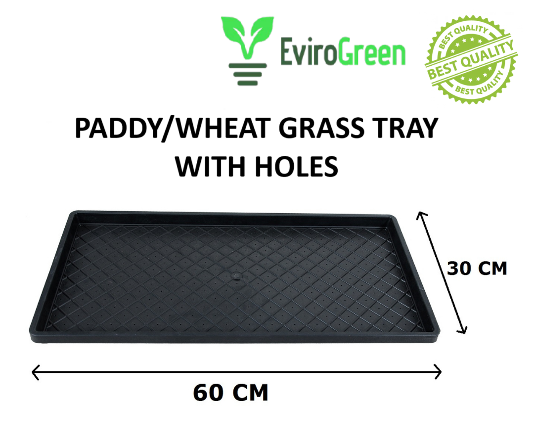 🌱 PADDY / WHEAT GRASS TRAY - WITH HOLES - PACK OF 3 🌱